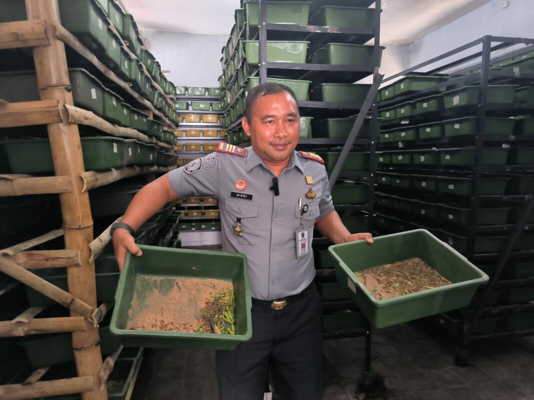 panen perdana ulat jerman di rutan gresik, upaya pembekalan warga binaan setelah bebas