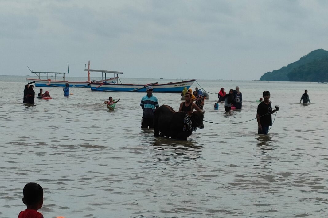 serunya tradisi rasol di pulau bawean gresik, tradisi memandikan sapi ke laut di musim tanam 