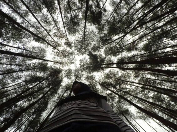 Hutan Pinus Nongko Ijo Madiun, (Foto: Ist/ gresiksatu.com)