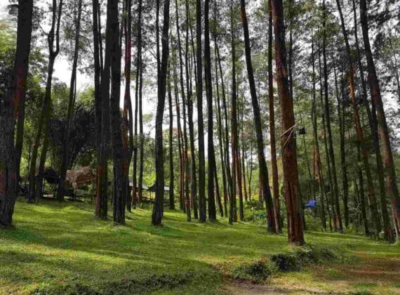 Hutan Pinus Nongko Ijo Madiun, (Foto: Ist/ gresiksatu.com)