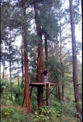 Hutan Pinus Nongko Ijo Madiun, (Foto: Ist/ gresiksatu.com)