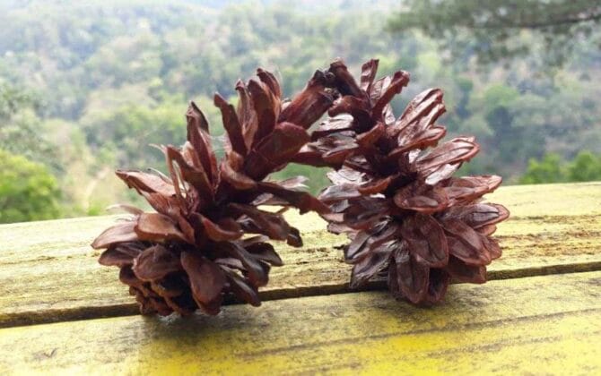 Hutan Pinus Nongko Ijo Madiun, (Foto: Ist/ gresiksatu.com)