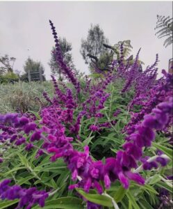 taman edelweiss bromo 1