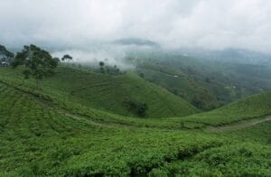 kebun teh kemuning