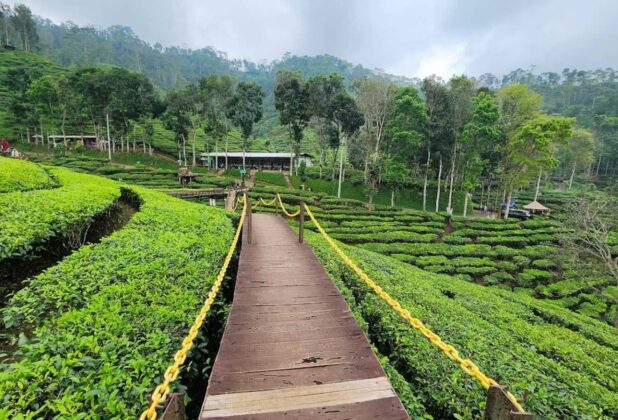 kebun teh gunung gambir