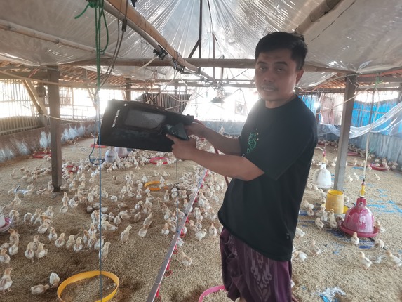 kisah peternak ayam pullet di gresik, penuhi kebutuhan gizi masyarakat hingga menuju swasembada pangan 1