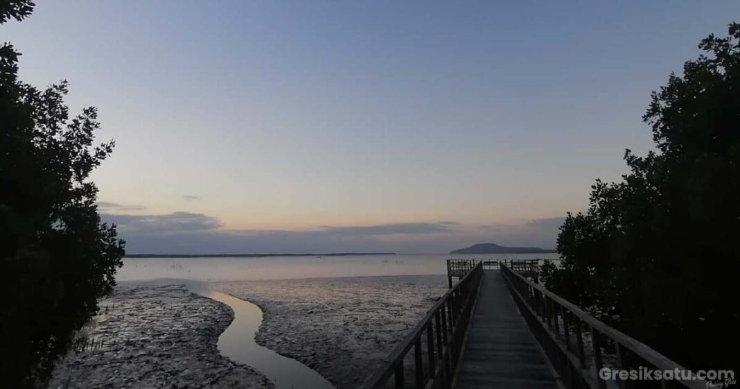 keindahan hutan mangrove dan panorama laut di wisata mangrove jatipapak banyuwangi