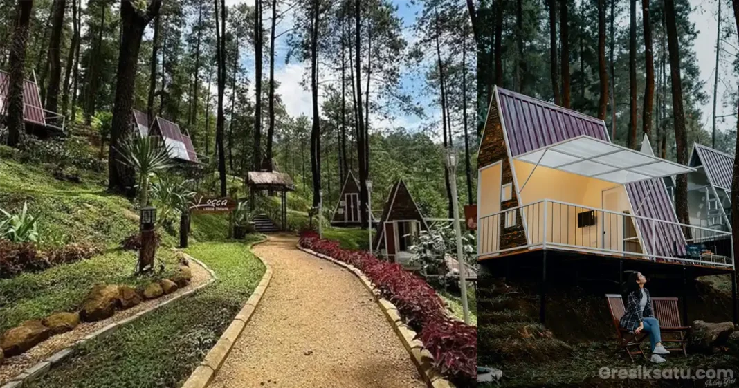 penginapan locca lodge trawas di tengah hutan pinus